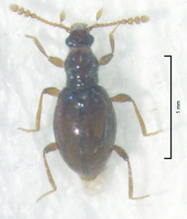 Zeanichnus insignis