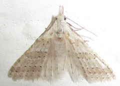 Alucitidae