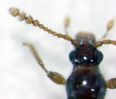 Zeanichnus insignis