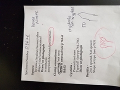 Phanerochaete livescens