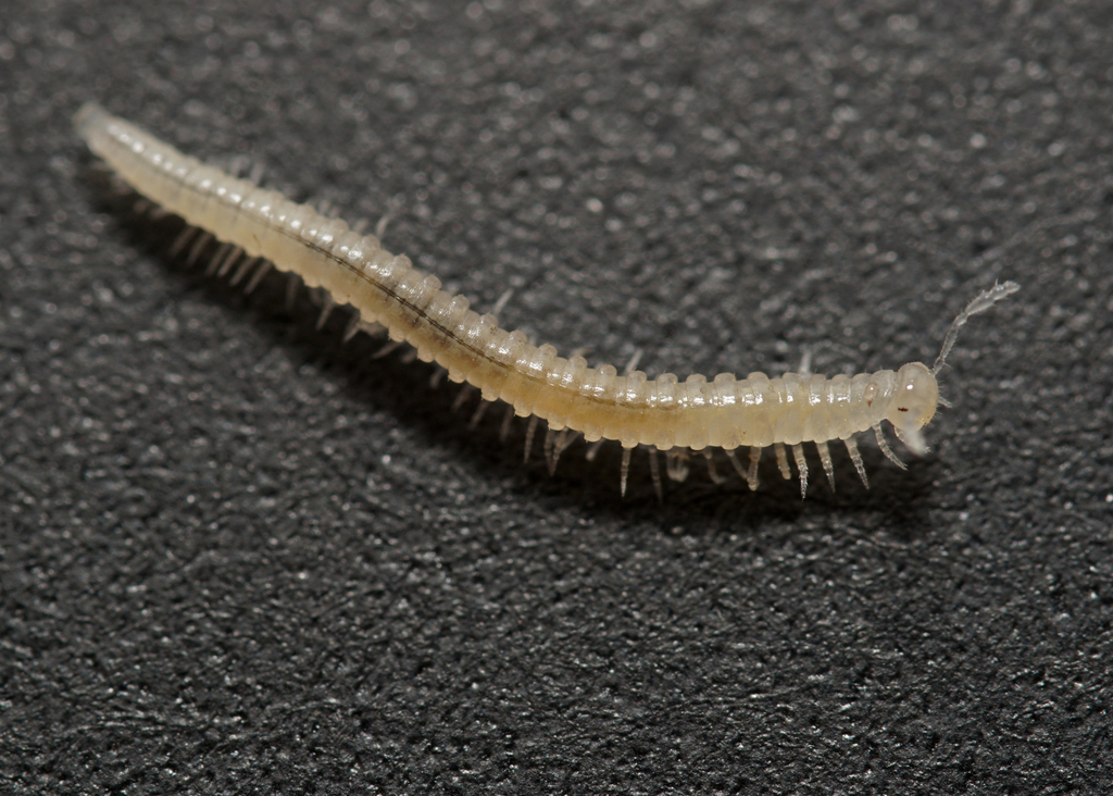 Brachychaeteuma melanops