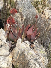 Aloe comptonii