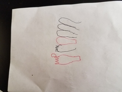 Phanerochaete livescens