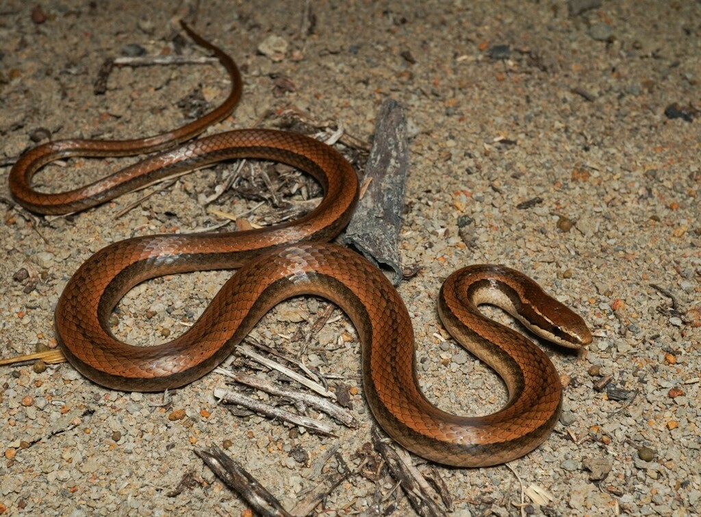 Black-Striped Snake