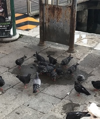 Columba livia domestica