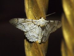 Biston suppressaria