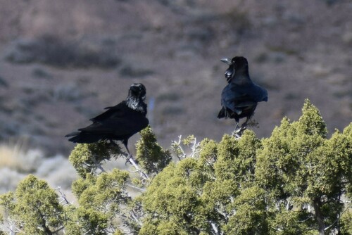 Chihuahuan Raven (Corvus cryptoleucus), photo 6