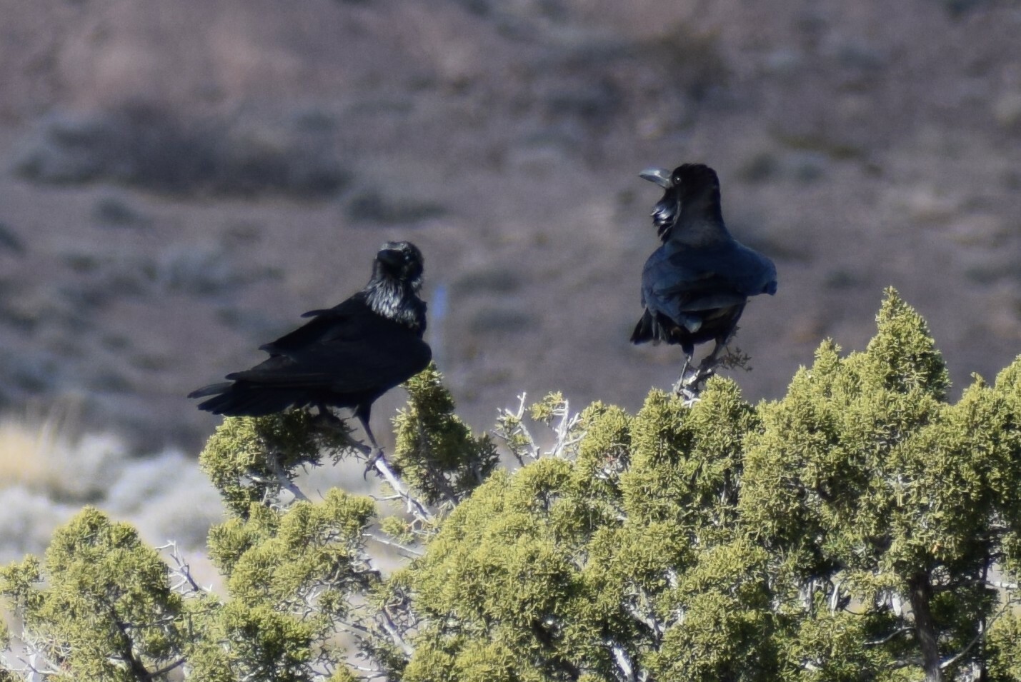 Chihuahuan Raven (Corvus cryptoleucus), photo 5