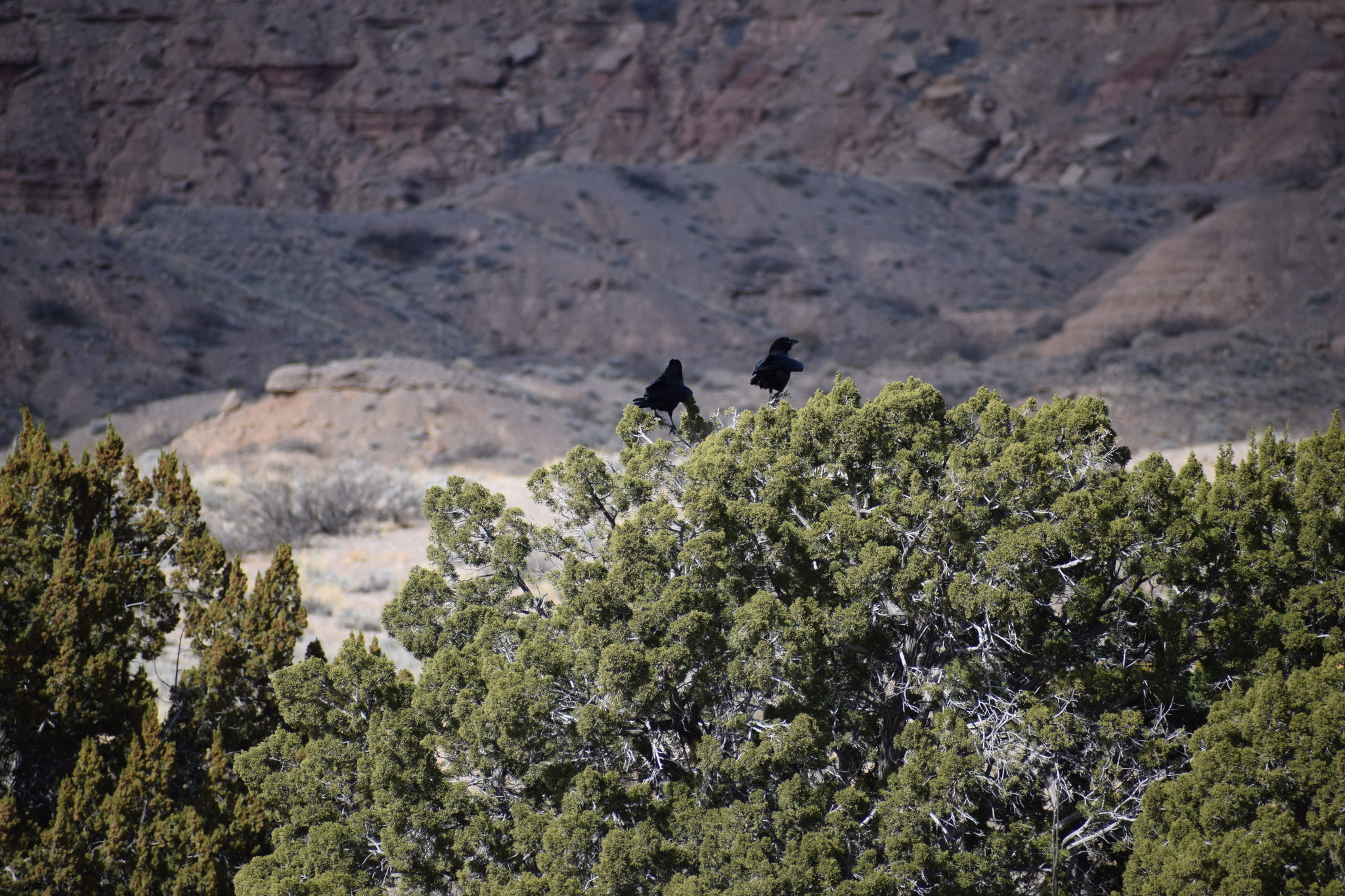 Chihuahuan Raven (Corvus cryptoleucus), photo 6