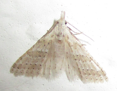 Alucitidae