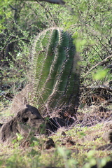 Ferocactus herrerae
