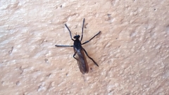 Archilestris magnificus