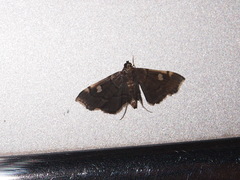 Luma sericea