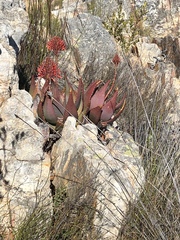 Aloe comptonii
