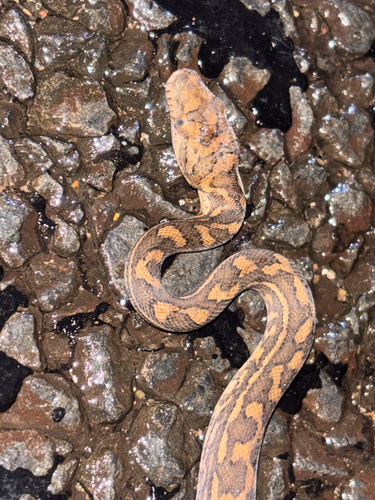 Coastal Carpet Python sighting