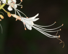 Aesculus parviflora
