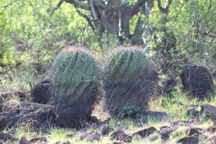 Ferocactus herrerae
