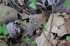 Morchellaceae