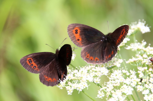 Scotch Argus