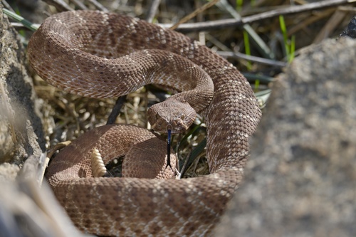 Red Diamond Rattlesnake, Sycamore Canyon Wilderness Park, 里弗赛德, CA, US, photo 9 of 10