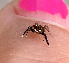 Euophrys frontalis