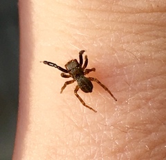 Euophrys frontalis
