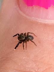 Euophrys frontalis