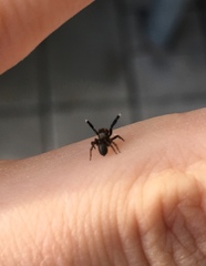 Euophrys frontalis