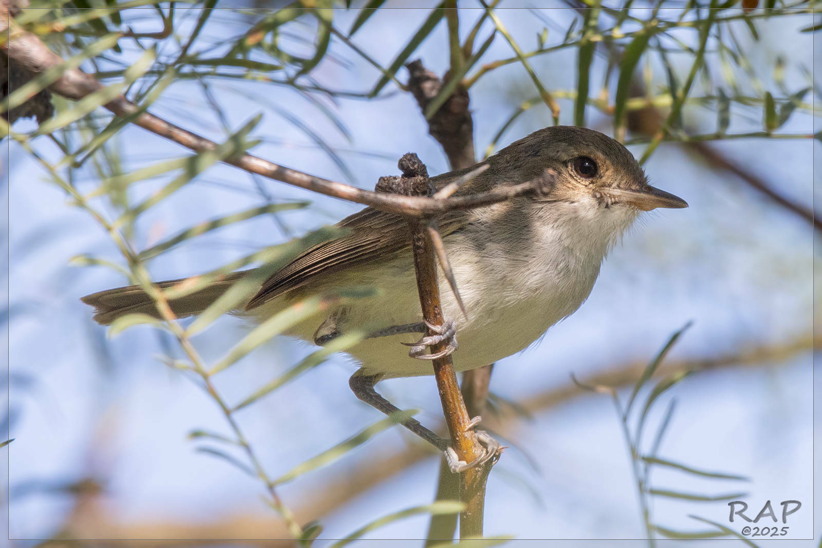 Fulvous-crowned Scrub Tyrant (Euscarthmus meloryphus), photo 6