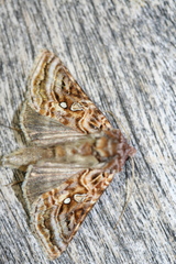 Autographa mappa