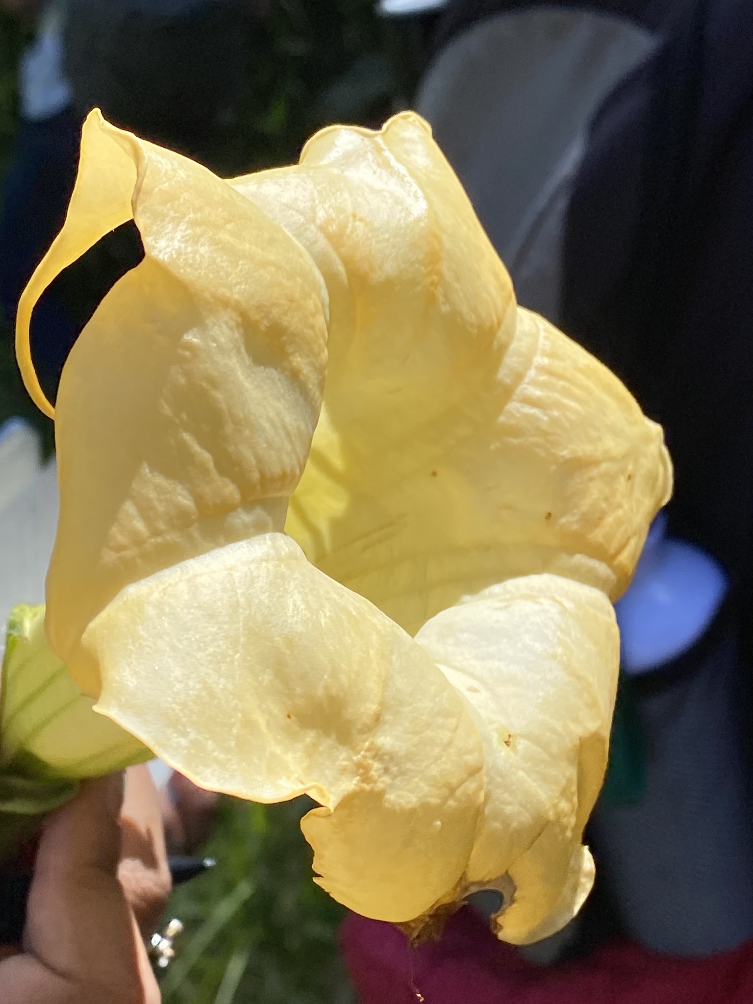 Imagem de Trombeta-de-anjo