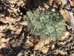 Eriospermum paradoxum