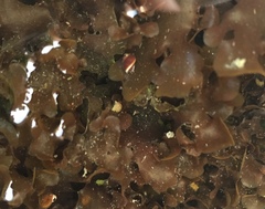 Cryptopleureae