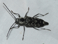 Sarosesthes fulminans