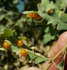Atrusca trimaculosa