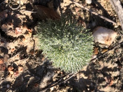 Eriospermum paradoxum