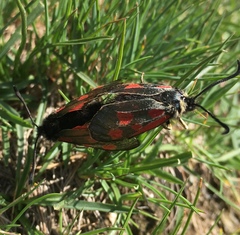 Zygaena exulans
