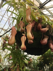 Nepenthes ventricosa