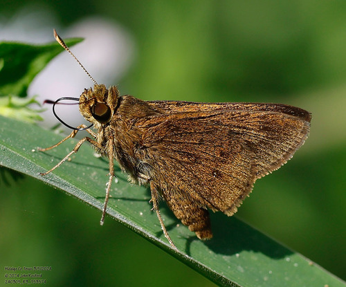 Double-dotted Skipper photo 4