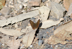 Dodona durga