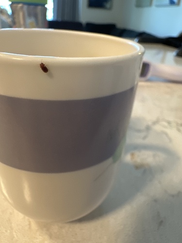 Lasioderma serricorne observed 2025-02-15