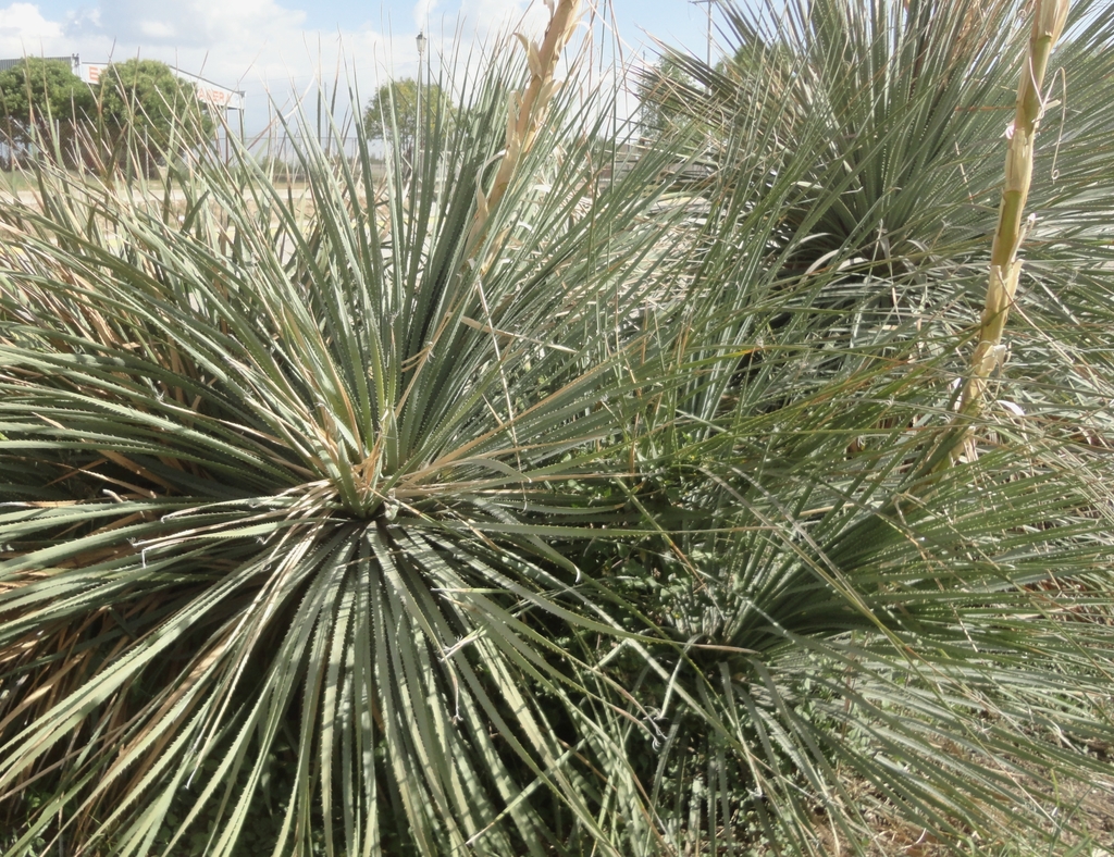 Dasylirion parryanum, Lindavista, 37800 Dolores Hidalgo Cuna de la Independencia Nacional, Gto., México
