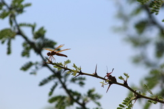 Perithemis intensa