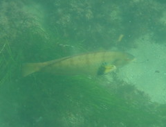 Halichoeres semicinctus