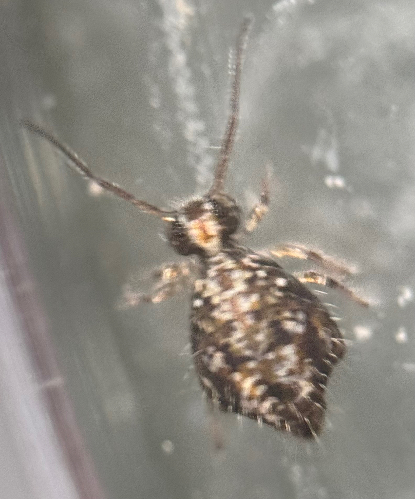 Sminthurus medialis