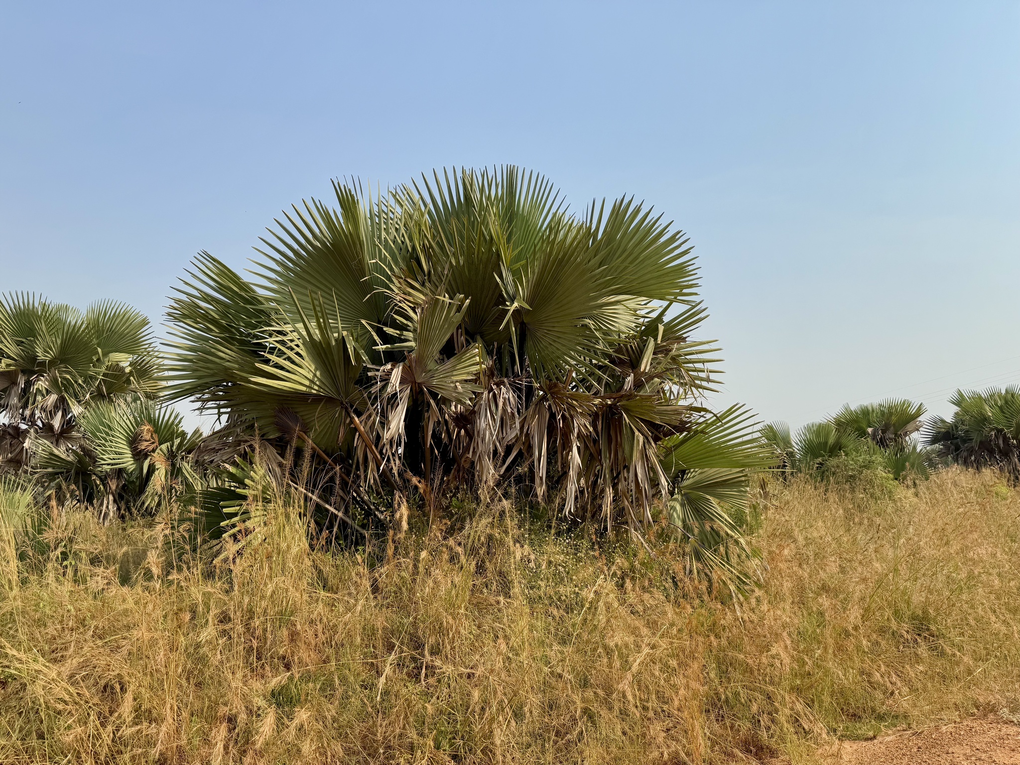Imagem de Buriti