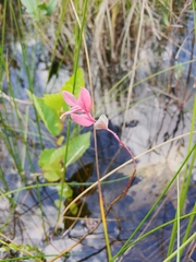 Vaccinium macrocarpon