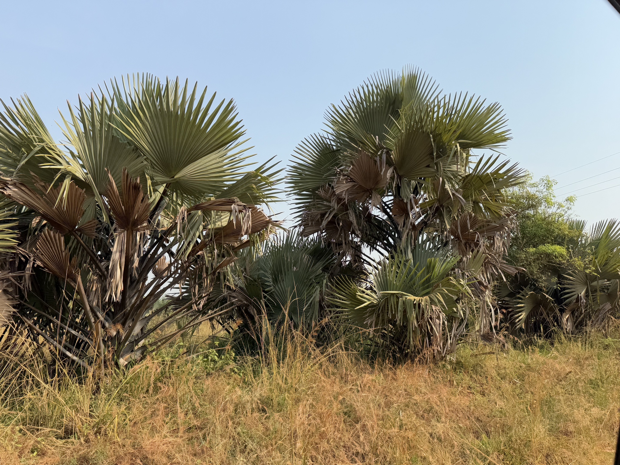 Imagem de Buriti