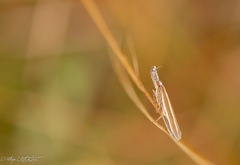 Pleurota aristella