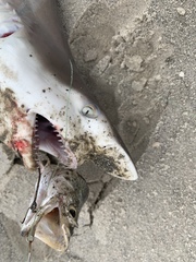 Carcharhinus limbatus